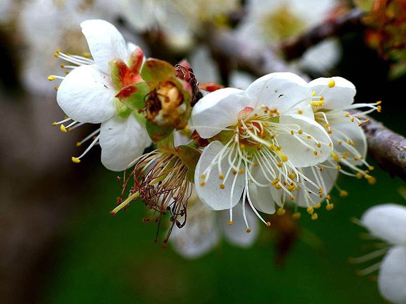 沿著梅香慢行｜苗栗南庄124縣道 捕捉冬日最柔美的枝頭細節